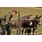 fotografia